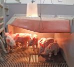 Piglets Under Heat Lamp